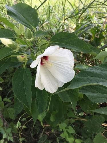 芙蓉如何照顧|【家庭有菜】芙蓉種植的四個技巧，不怕你種不起來